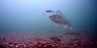 BALIK VURUŞ ANLARI JIGGING