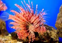 DENİZLERİMİZDE GÖRÜLEN ZEHİRLİ BALIKLAR