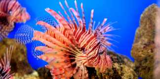 DENİZLERİMİZDE GÖRÜLEN ZEHİRLİ BALIKLAR