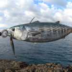 SHOREJIGGING İLE PALAMUT AVI