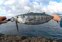 SHOREJIGGING İLE PALAMUT AVI