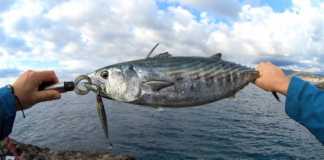 SHOREJIGGING İLE PALAMUT AVI