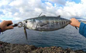 SHOREJIGGING İLE PALAMUT AVI